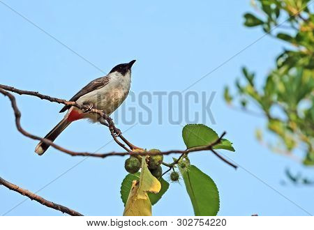 Closeup Sooty-headed Bulbul Bird Perched On Branch Isolated On Background
