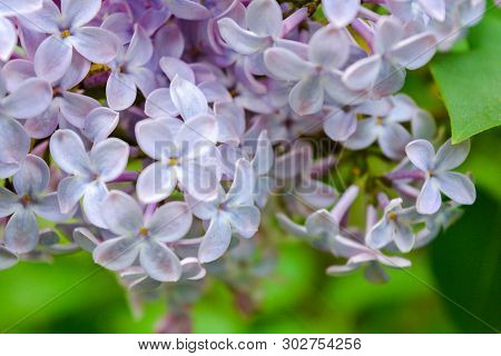 Lilac Flowers Blooming In Spring Garden. Common Lilac Syringa Vulgaris Bush. Close-up Of A Branch On
