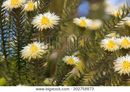 Phylica Pubescens, Also Known As Featherhead, Veerkoppie And Flannel Flower. This Plant Is Great At 
