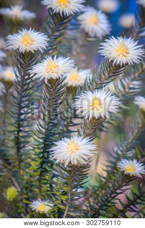 Phylica Pubescens, Also Known As Featherhead, Veerkoppie And Flannel Flower. This Plant Is Great At 