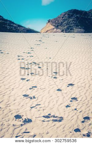 Footprints Through The Sand Dunes Leading Down To Wharariki Beach. Wharariki Beach Is West Of Cape F
