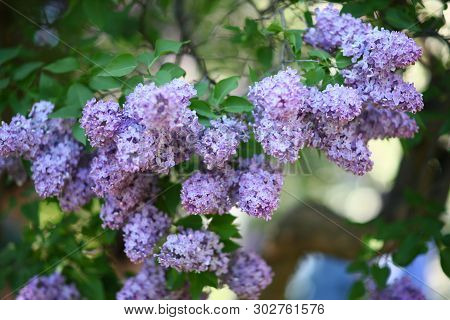 Lilac Garden With Lilac. Lilac Garden With Old Large Lilac Bushes