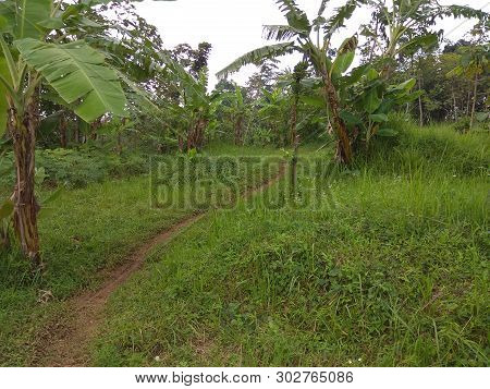 Beautiful Landscape With Green Grass And Tree