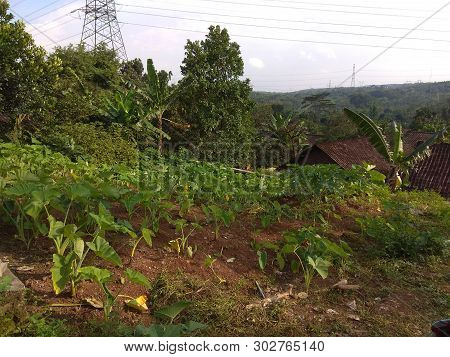 Beautiful Landscape With Green Grass And Tree