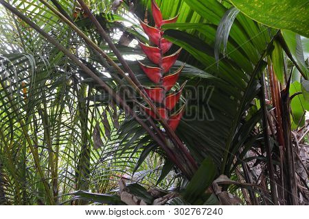 Heliconia bihai flower in forest of Costa Rica