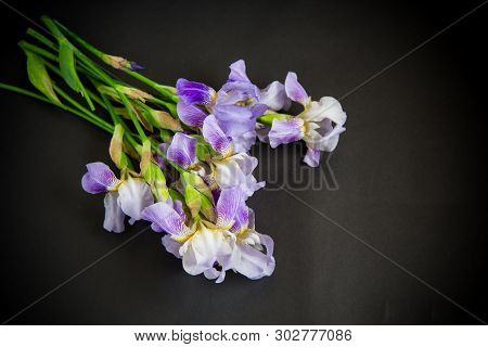 Beautiful Blue Fleuret- Iris. It Is On Black Background.