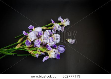 Beautiful Blue Fleuret- Iris. It Is On Black Background.