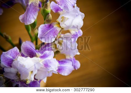 Beautiful Blue Fleuret- Iris. It Is On Wooden Background