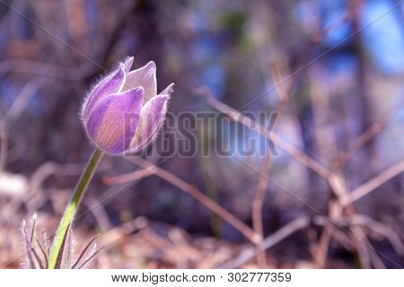 Beautiful Spring Purple Flower Pulsatilla Grows In The Forest At Spring Day. Pulsatlla Pratnsis. Pur