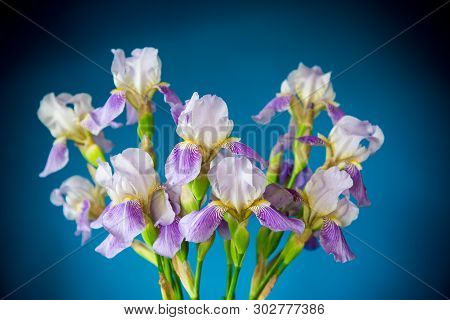 Beautiful Blue Fleuret- Iris. It Is On Blue Background.