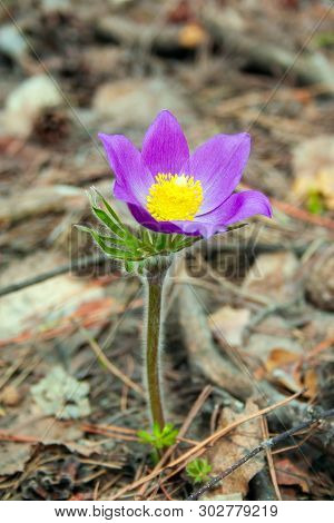 Beautiful Spring Purple Flower Pulsatilla Grows In The Forest At Spring Day. Pulsatlla Pratnsis. Pur