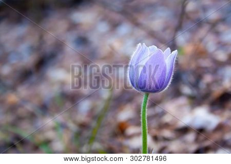 Beautiful Spring Purple Flower Pulsatilla Grows In The Forest At Spring Day. Pulsatlla Pratnsis. Pur
