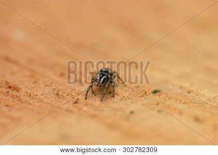 Jumping Spider (salticus Scenicus) On Wood Background. High Resolution Photo. Full Depth Of Field.