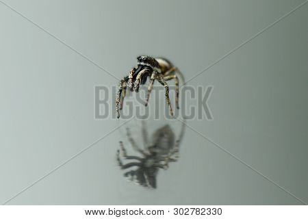 Jumping Spider (salticus Scenicus) On Mirror Background. High Resolution Photo. Full Depth Of Field.