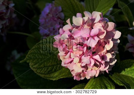 Rose Hydrangea With Green Leaves In The Garden. Gortensia Hydrangea Macrophylla.