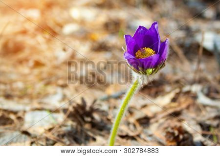 Beautiful Spring Purple Flower Pulsatilla Grows In The Forest At Spring Day. Pulsatlla Pratnsis. Pur