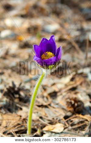 Beautiful Spring Purple Flower Pulsatilla Grows In The Forest At Spring Day. Pulsatlla Pratnsis. Pur