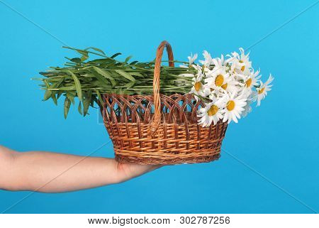 Сhamomile Flowers In The Wicker Basket In Hand On Blue Background