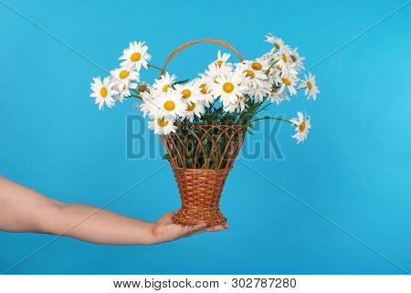 Сhamomile Flowers In The Wicker Basket In Hand On Blue Background