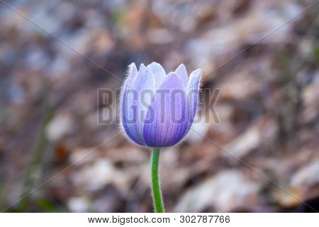 Beautiful Spring Purple Flower Pulsatilla Grows In The Forest At Spring Day. Pulsatlla Pratnsis. Pur