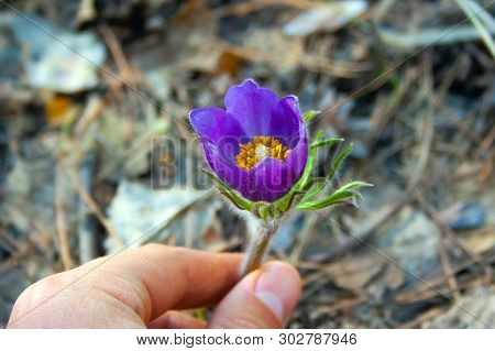 Beautiful Spring Purple Flower Pulsatilla Grows In The Forest At Spring Day. Pulsatlla Pratnsis. Pur
