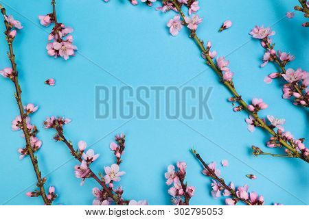 Peach Blossom On Pastel Blue Background. Fruit Flowers.
