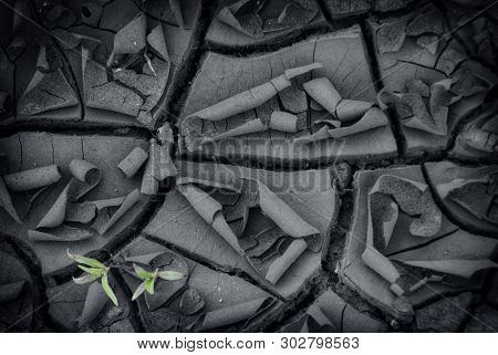 Dry Land With A Green Seedling Concept
