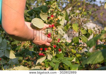 Raspberries Harvesting, Harvest Raspberries On The Bush, Hand Picking Raspberries, Ripe Raspberries,