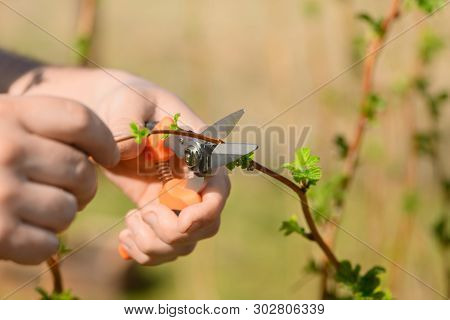 The Caucasian Man Is Holding The Garden Scissors In His Hands And Trimming The Raspberry Bush (rubus