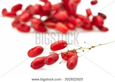 Barberry branch with ripe berries on a white background.