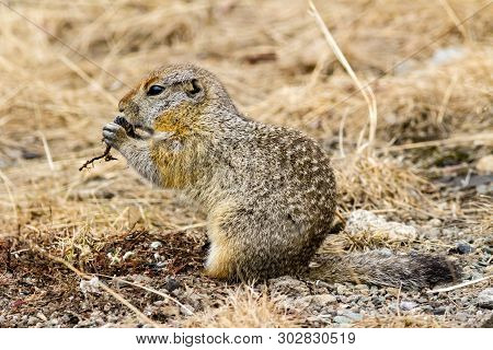 Arctic Ground Squirrel Eating Food. Kamchatka Peninsula, Russia