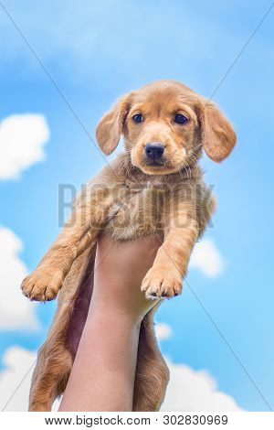 The Boy Lift Up High Puppy  Breed Of Cocker Spaniel. Small Dog Against The Background Of The Light B