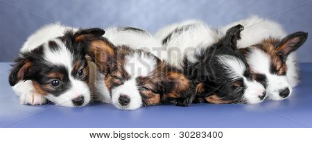 Quattro piccoli dormire Papillon cuccioli