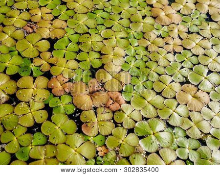 Green Natural Background From Duckweed (lemnoideae) In A Pond In The Sunny Day.