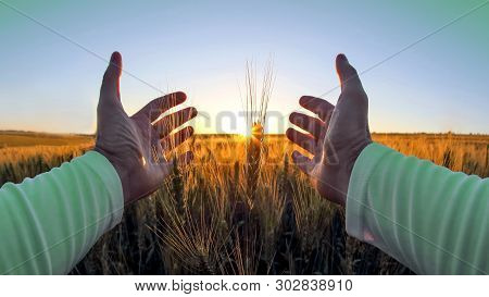 Hands With Spikelets Of Wheat Against The Setting Sun. The Relation Of Man To Nature And Harves
