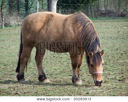un cavallo