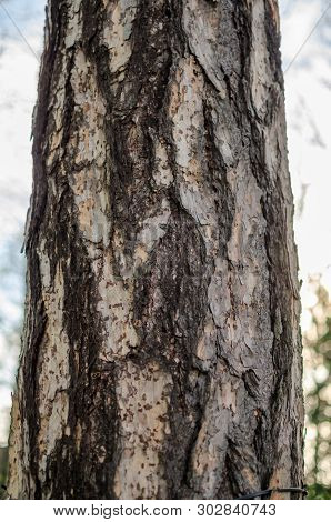 European Larch (larix Decidua) Bark. Close Up.