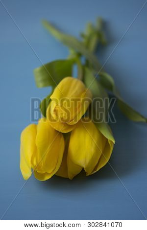 A Bouquet Of Three Yellow Tulips With Leaves And Stems On A Blue Wooden Table, Close-up, Heads Of Tu