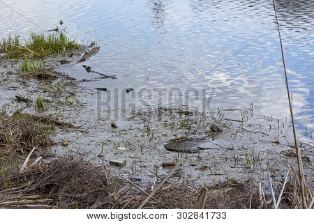 Pollution Of The Environment, Debris And Dirt Near The Shore Of The River, Pond, Lake. Problems Of E