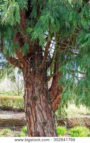 Calocedrus Decurrens (torrey) Florin, Calocedrus , Incense Cedar. Tree In The Botany In Niemcza, Pol