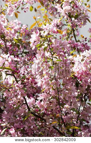 Twigs Of Blossoming Apple Tree With Crab Pink Purple White Flowers Buds And Leaves, Background