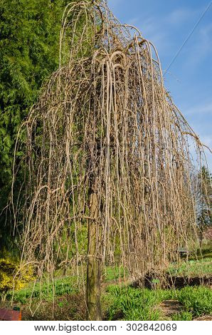 Weeping Mulberry -  (morus Alba Pendula) In Spring With Small Green Buds. Botanical Arboretum, Niemc