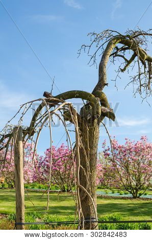 Weeping Mulberry -  (morus Alba Pendula) In Spring With Small Green Buds. Botanical Arboretum, Niemc