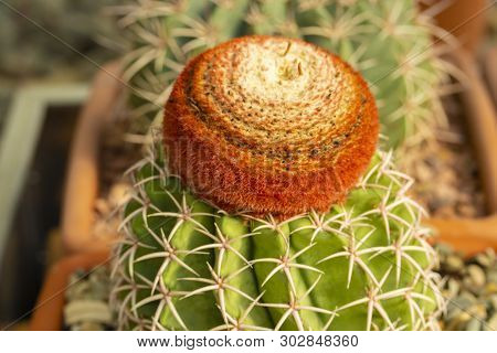 Melocactus Matanzanus Tropical Evergreen Cactus With A Bright Brown Red Cap In A Square Pot. Breedin