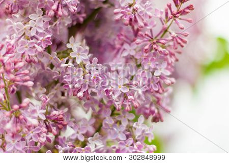 Blooming Branches Of Lilac In The Spring In The Garden
