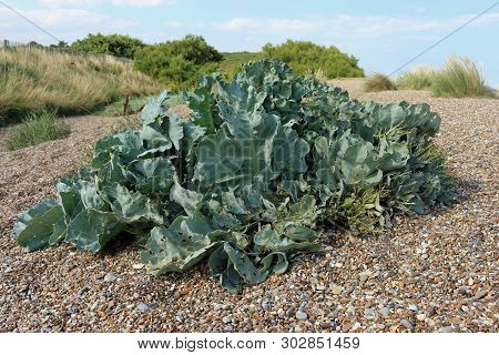 Sea Kale, Crambe Maritima, Just After Flowering On A Shingle Beach With Pebbles And Sand Dunes With 