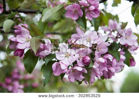 Close-up Of Apple Tree Flowers. Lush Pink Branch Of Apple-flowers In Spring. Beautiful Spring Blosso