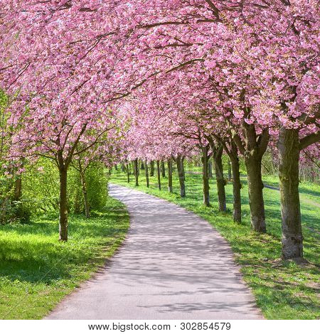 Alley Of Blossoming Cherry Trees Called 
