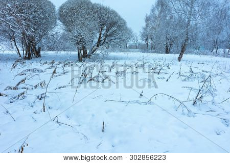 Winter's Tale, Lovely Winter Scenery, Winter Park in Snow, Whitened Spruce Branch with a Snowy Forest in the Background, Snow-Covered Trees in the City Park, Snowing, Winter Park Background