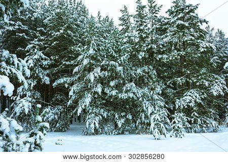 Whitened Fir Trees with Fresh Snow, Lovely Winter Scenery, Majestic White Spruces Glowing by Sunlight, Wintry Scene, Winter Snow-Covered Trees in the Ural Mountains, Winter Landscape